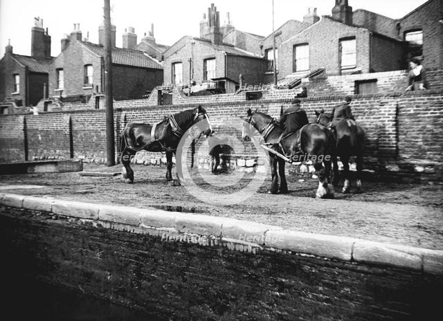 Horses used for towing resting by the side of a canal, London, c1905. Artist: Unknown