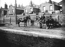 Horses used for towing resting by the side of a canal, London, c1905