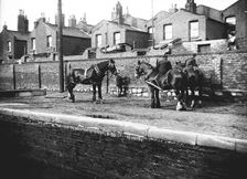 Horses used for towing resting by the side of a canal, London, c1905