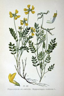 Horseshoe vetch, 1893