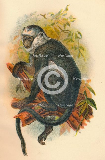 'Hose's Langur', 1897. Artist: Henry Ogg Forbes.