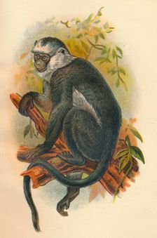 Hose's Langur 1897. Artist: Henry Ogg Forbes