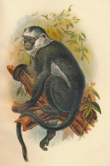 Hose's Langur 1897. Artist: Henry Ogg Forbes