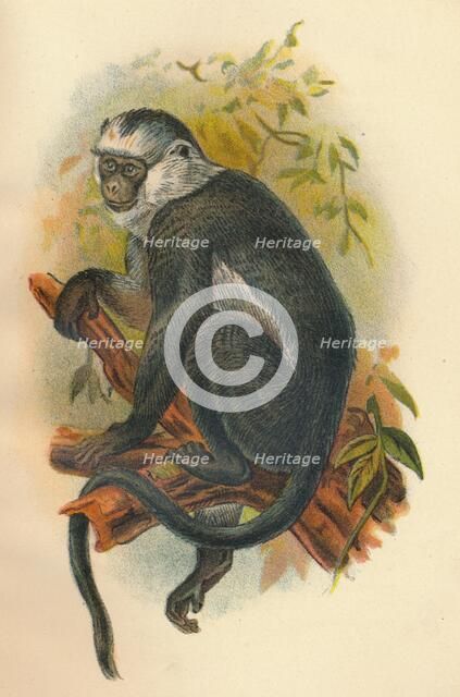 'Hose's Langur', 1897. Artist: Henry Ogg Forbes.