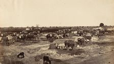 Hatti Kana-The Elephant Camp, 1858-61. Creator: Unknown