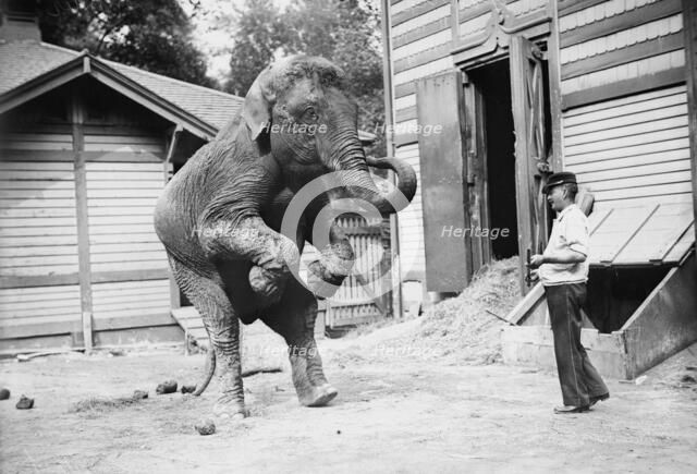 Hattie the elephant and Bill Snyder, between c1910 and c1915. Creator: Bain News Service.