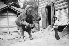 Hattie the elephant and Bill Snyder, between c1910 and c1915. Creator: Bain News Service
