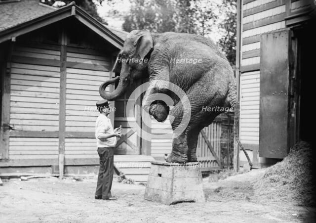 Hattie the elephant and Bill Snyder, between c1910 and c1915. Creator: Bain News Service.