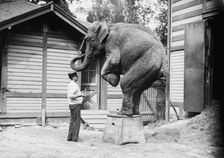 Hattie the elephant and Bill Snyder, between c1910 and c1915. Creator: Bain News Service