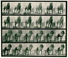 Hauling, 1872-1885. Creator: Eadweard J Muybridge