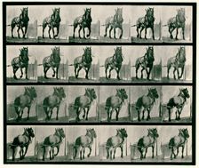 Hauling, 1872-1885. Creator: Eadweard J Muybridge