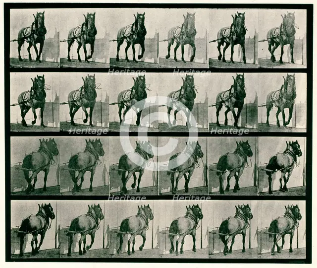 Hauling, 1872-1885.  Creator: Eadweard J Muybridge.