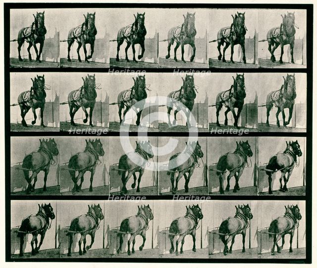 Hauling, 1872-1885.  Creator: Eadweard J Muybridge.