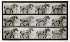Hauling, 1872-1885. Creator: Eadweard J Muybridge