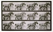 Hauling, 1872-1885. Creator: Eadweard J Muybridge