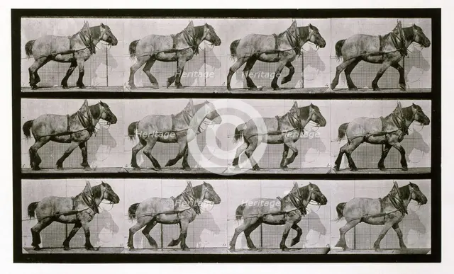 Hauling, 1872-1885.  Creator: Eadweard J Muybridge.