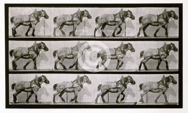Hauling, 1872-1885.  Creator: Eadweard J Muybridge.