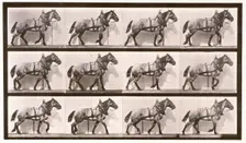 Hauling, 1872-1885. Creator: Eadweard J Muybridge