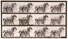 Hauling, 1872-1885. Creator: Eadweard J Muybridge