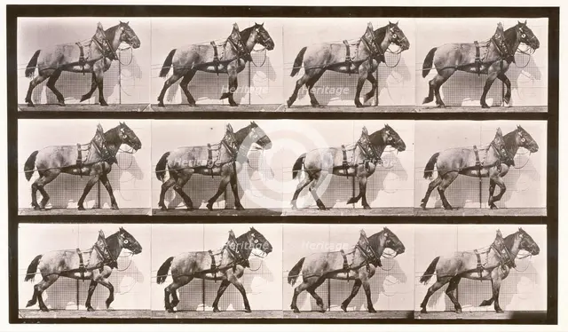 Hauling, 1872-1885. Creator: Eadweard J Muybridge.