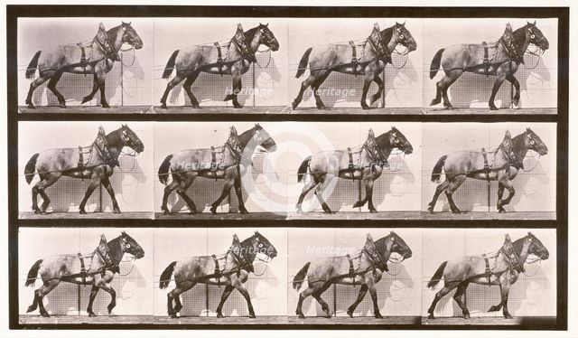 Hauling, 1872-1885. Creator: Eadweard J Muybridge.