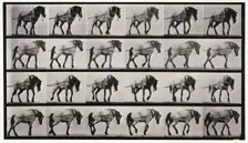 Hauling, 1872-1885. Creator: Eadweard J Muybridge