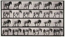 Hauling, 1872-1885. Creator: Eadweard J Muybridge