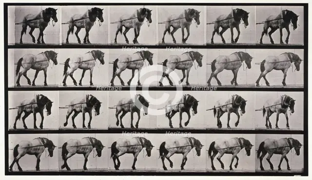 Hauling, 1872-1885.  Creator: Eadweard J Muybridge.