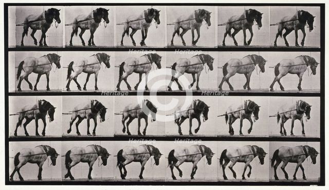 Hauling, 1872-1885.  Creator: Eadweard J Muybridge.