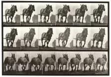 Hauling, 1872-1885. Creator: Eadweard J Muybridge