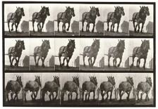 Hauling, 1872-1885. Creator: Eadweard J Muybridge