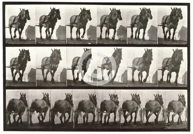 Hauling, 1872-1885.  Creator: Eadweard J Muybridge.