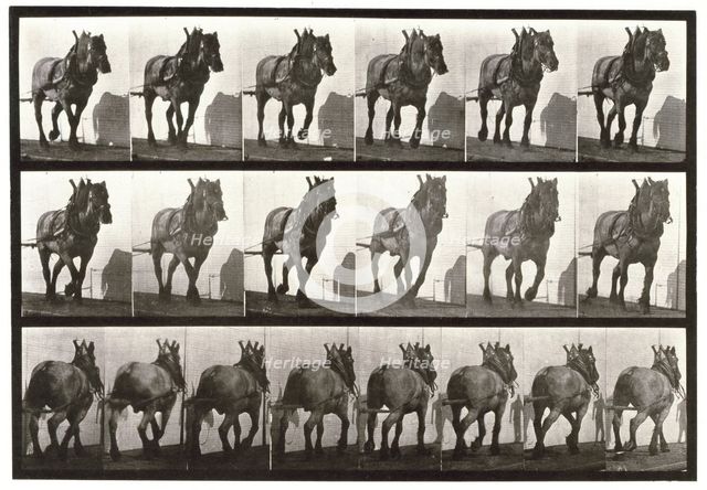 Hauling, 1872-1885.  Creator: Eadweard J Muybridge.