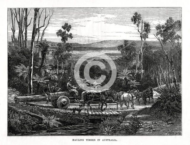 Hauling timber, Australia, 1877. Artist: Unknown