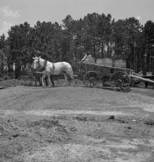 Hauling turpentine gum from the woods to the still near Homerville, Georgia, 1937. Creator: Dorothea Lange