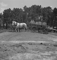 Hauling turpentine gum from the woods to the still near Homerville, Georgia, 1937. Creator: Dorothea Lange