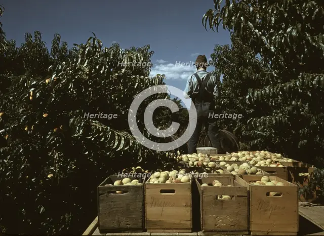 Hauling crates of peaches from the orchard to the shipping shed, Delta County, Colo., 1940. Creator: Russell Lee.