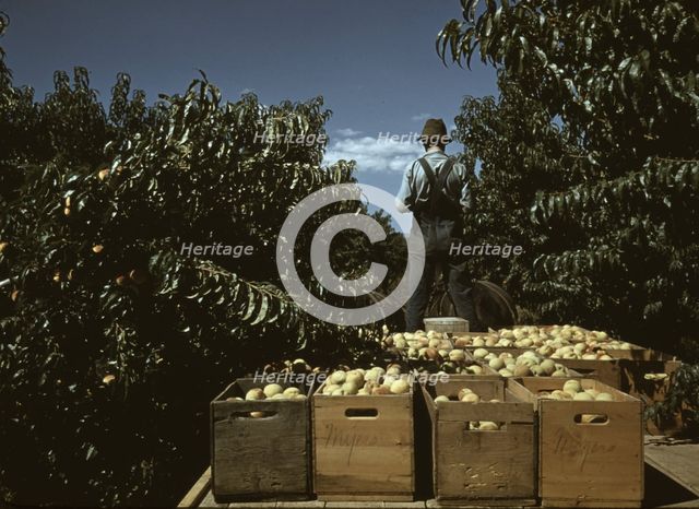 Hauling crates of peaches from the orchard to the shipping shed, Delta County, Colo., 1940. Creator: Russell Lee.