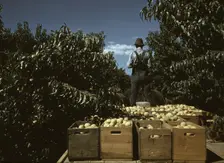 Hauling crates of peaches from the orchard to the shipping shed, Delta County, Colo., 1940. Creator: Russell Lee