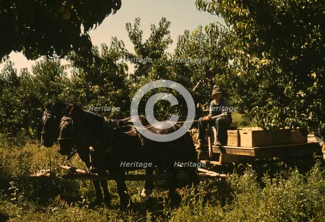 Hauling crates of peaches from the orchard to the shipping shed, Delta County, Colo., 1940. Creator: Russell Lee.