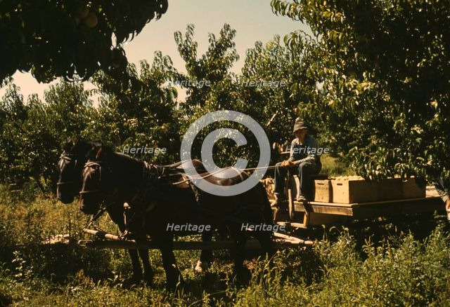 Hauling crates of peaches from the orchard to the shipping shed, Delta County, Colo., 1940. Creator: Russell Lee.