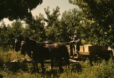 Hauling crates of peaches from the orchard to the shipping shed, Delta County, Colo., 1940. Creator: Russell Lee