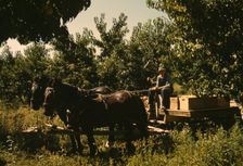 Hauling crates of peaches from the orchard to the shipping shed, Delta County, Colo., 1940. Creator: Russell Lee