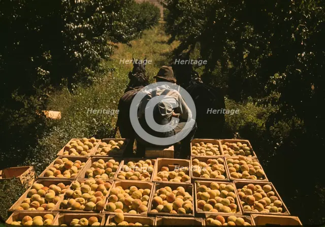 Hauling crates of peaches from the orchard to the shipping shed, Delta County, Colo., 1940. Creator: Russell Lee.