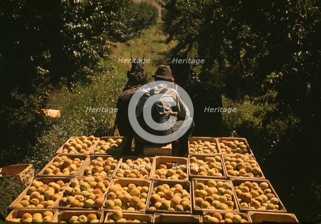 Hauling crates of peaches from the orchard to the shipping shed, Delta County, Colo., 1940. Creator: Russell Lee.