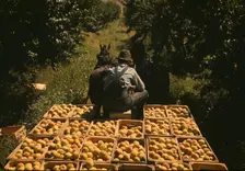 Hauling crates of peaches from the orchard to the shipping shed, Delta County, Colo., 1940. Creator: Russell Lee