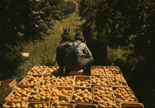 Hauling crates of peaches from the orchard to the shipping shed, Delta County, Colo., 1940. Creator: Russell Lee