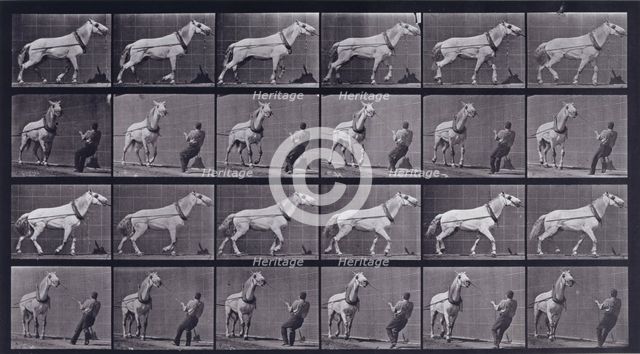 Hauling, man pulling at head, 1872-1885.  Creator: Eadweard J Muybridge.