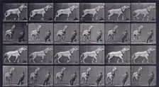 Hauling, man pulling at head, 1872-1885. Creator: Eadweard J Muybridge