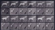 Hauling, man pulling at head, 1872-1885. Creator: Eadweard J Muybridge